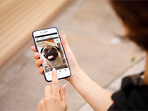 スマートフォンに映る犬